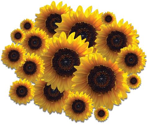 Download 68+ Large Sunflower Decals Commercial Use